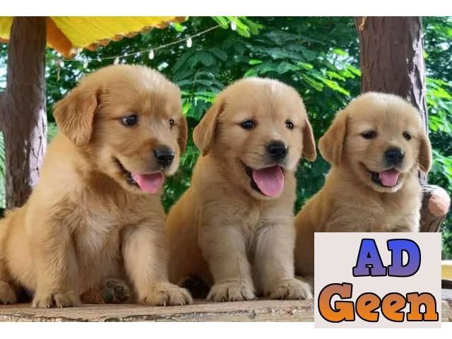 used Many colors Golden Retriever puppies for sale 9394723663 for sale 